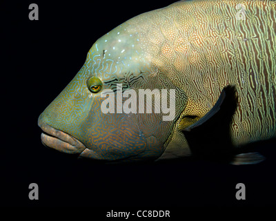 napoleon fish in the dark waters of the red sea Stock Photo