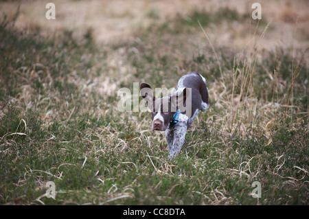 A German Pointer Puppy running through the heather Stock Photo