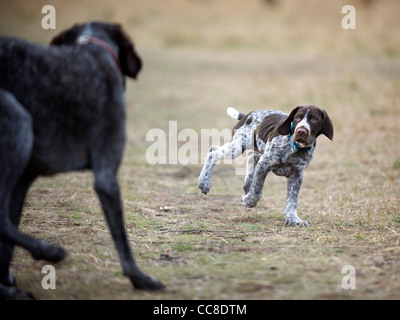 A German pointer Puppy running towards her older playmate Stock Photo