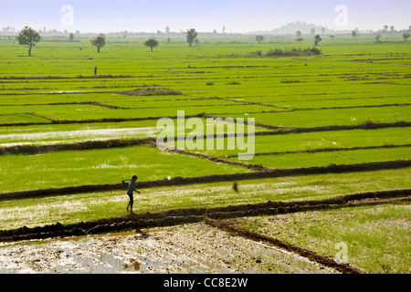 Rice field, Surrounding of Siem Reap, Cambodia Stock Photo