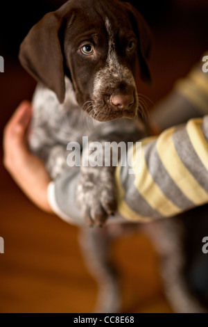 A 9 week old German shorthaired Pointer puppy Stock Photo