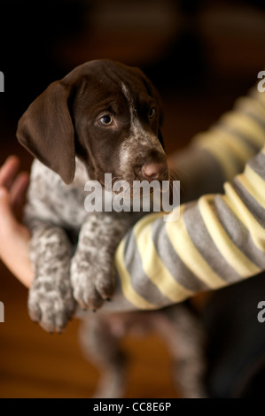 A 9 week old German shorthaired Pointer puppy Stock Photo