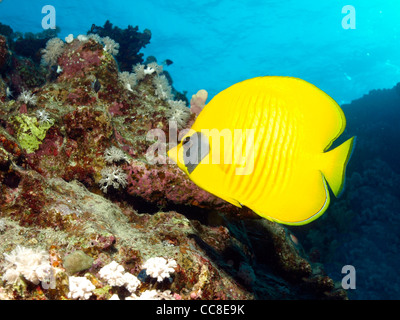 yellow butterfly fish in the red sea Stock Photo