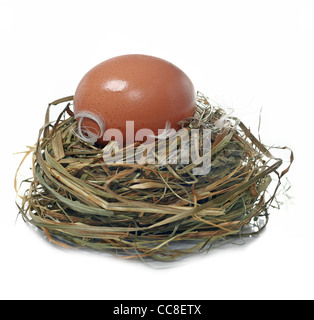 Real bird nest isolated on white background Stock Photo - Alamy
