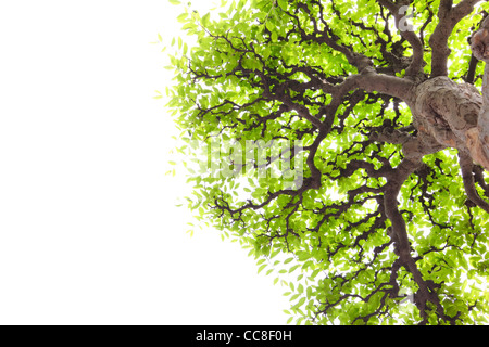 Branch with green leaves isolated on white. Stock Photo