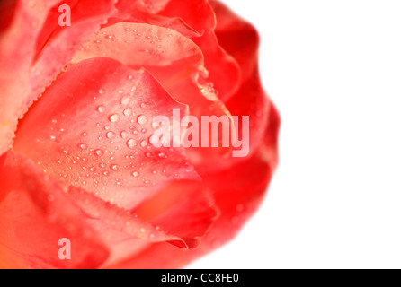 Happy Valentine red rose border, fresh flower with dew isolated on white background Stock Photo