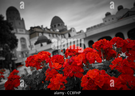 The beautiful roses in the Hotel Gellért garden. Stock Photo