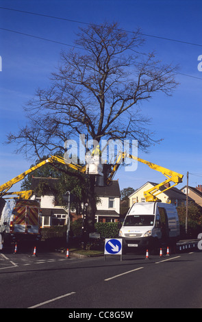 engineers in cherry pickers carrying out work on tree Leeds Yorkshire UK Stock Photo