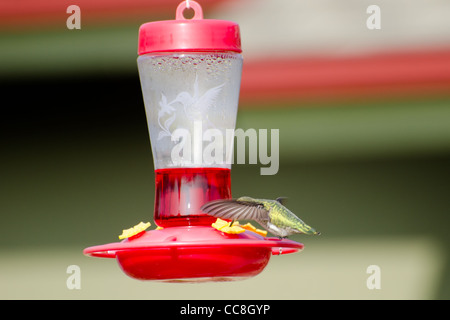 missed shot Annas hummingbird at feeder Calypte anna APODIFORMES TROCHILIDAE Stock Photo