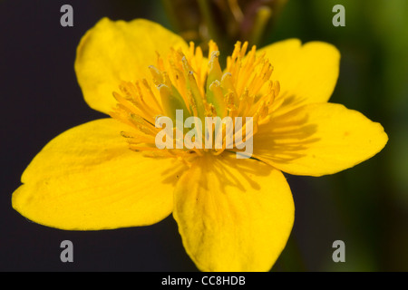 St John's wort is the plant species Hypericum perforatum, and is also known as Tipton's weed, chase-devil, or Klamath weed. Stock Photo