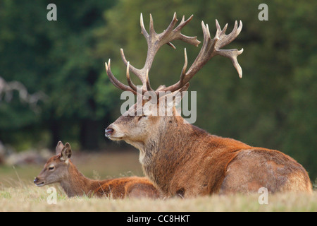 Red stag deer dozing in grass next to calf Stock Photo