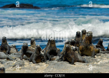 Group of Marine Iguanas (Amblyrhynchus cristatus) sunning themselves on volcanic rock, in Fernandina Island, Galapagos. Stock Photo