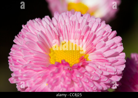 Colourful pink flowers in Rufolo Gardens. Ravello, Italy Stock Photo