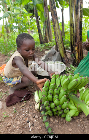 A young boy prepares to cook bananas in Masaka, Uganda, East Africa. Stock Photo