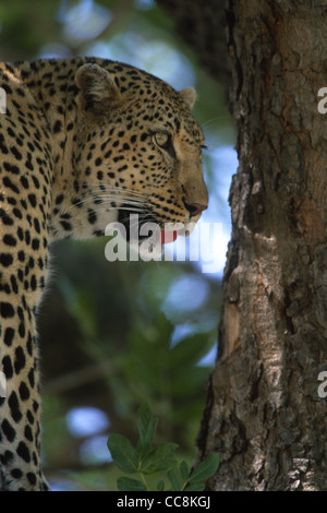 Extreme close up of a  Leopard Panthera pardus standing high up  in a large tree Stock Photo