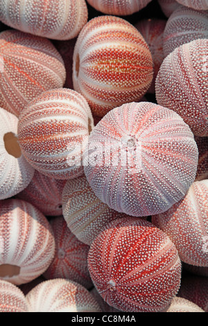 sea urchins Stock Photo