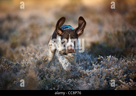 A German shorthaired Pointer puppy runs through the heather Stock Photo