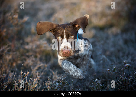 A German shorthaired Pointer puppy runs through the heather Stock Photo