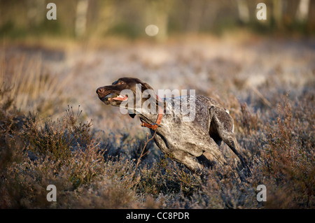 A German Shorthaired Pointer running through the heather Stock Photo