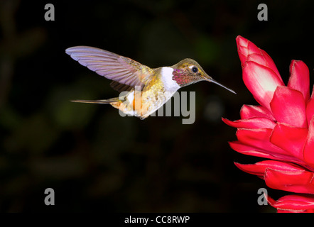 Scintillant hummingbird (Selasphorus scintilla) in Monteverde, Puntarenas, Costa Rica. Stock Photo