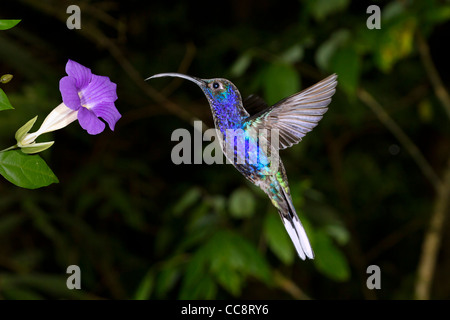 Male violet sabrewing (Campylopterus hemileucurus) in Monteverde (Puntarenas, Costa Rica). Stock Photo