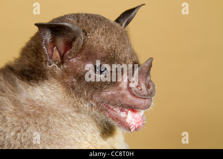 Pale spear-nosed bat (Phyllostomus discolor) portrait (Puerto Viejo, Lemon, Costa Rica). Stock Photo