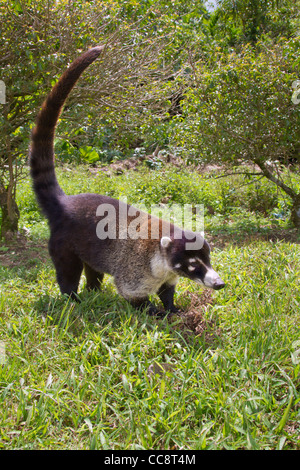 White-nosed coati (Nasua narica) in Monteverde (Puntarenas, Costa Rica). Stock Photo