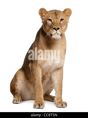 Lioness, Panthera leo, 3 years old, sitting in front of white background Stock Photo