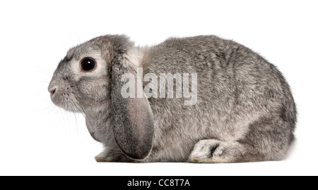 French Lop rabbit, 2 months old, Oryctolagus cuniculus, sitting in front of white background Stock Photo