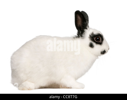 Dalmatian rabbit, 2 months old, Oryctolagus cuniculus, sitting in front of white background Stock Photo