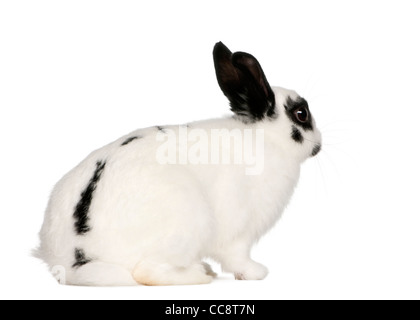 Dalmatian rabbit, 2 months old, Oryctolagus cuniculus, in front of white background Stock Photo