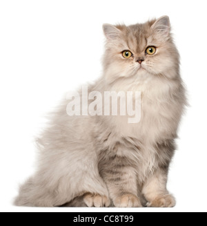 Persian cat sitting in front of white background