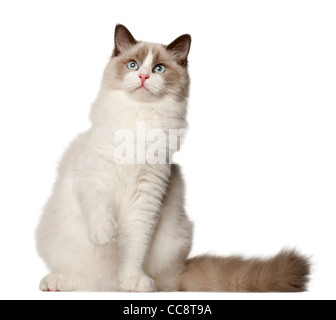 Ragdoll cat, 6 months old, sitting in front of white background Stock Photo