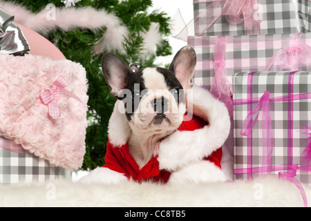 French Bulldog puppy, 13 weeks old, lying with Christmas gifts in front of white background Stock Photo