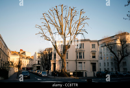 Huge plane tree - London plane tree without leaves in Warwick Avenue London Stock Photo