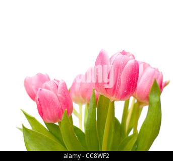 Bouquet of Pink Tulips on White Background - Shallow Depth of Field Stock Photo