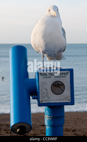 Seagull standing on top of a pay in the slot Owl Telescope on Aberystwyth promenade, with sea and horizon in the background Stock Photo