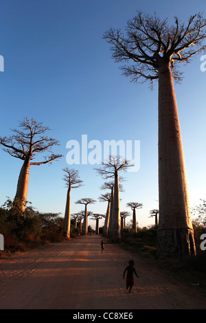 Several baobab trees at the Avenue of the Baobabs (or alley) at sunset, near Morondava, Western Madagascar, Africa Stock Photo