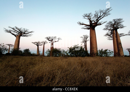Several baobab trees at the Avenue of the Baobabs (or alley) after sunset, near Morondava, Western Madagascar, Africa Stock Photo