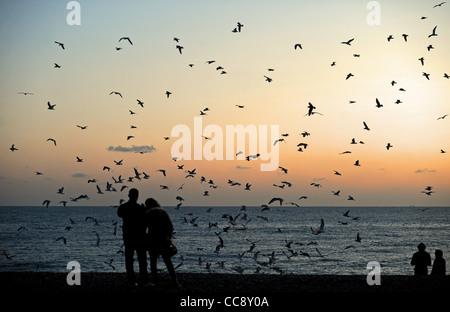 Seagulls flock together at dusk on Brighton seafront this afternoon Sussex UK Stock Photo