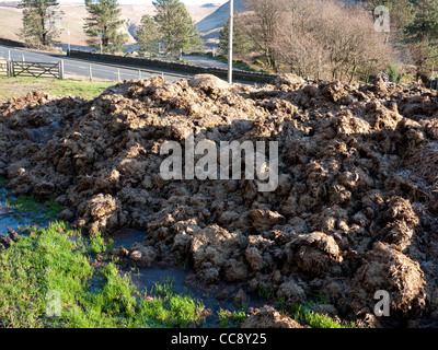 Maturing horse manure. Stock Photo