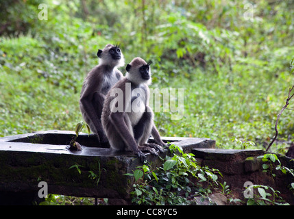 Grey Langurs are seen in Sigiriya, Sri Lanka Stock Photo