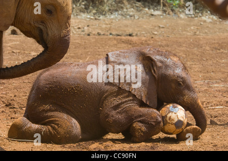 Africa Kenya Nairiobi David Sheldrick Wildlife Trust-Elephant playing in mud  with soccer ball (Loxodonta africana) Stock Photo