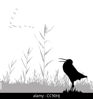 silhouette of the snipe Stock Photo