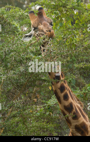 Africa Kenya Lake Nakuru-Rothchild's Giraffe feeding in acacia tree forest-close up (Giraffa camelopardalis rothschildi) Stock Photo