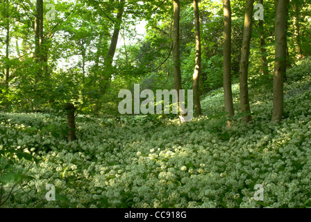 A carpet of Garlic Mustard (Alliaria petiolata) in a West Sussex wood. Stock Photo