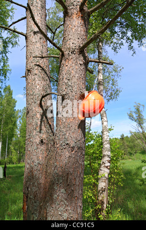 helmet of the woodsman on tree Stock Photo