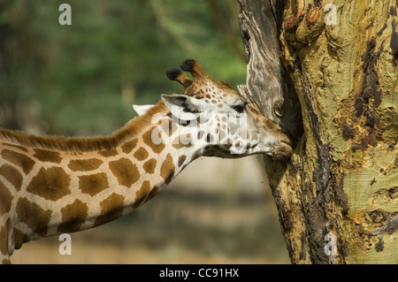 Africa Kenya Lake Nakuru-Rothschild's giraffe licking sap from Yellow-barked acacia tree (Giraffa camelopardalis rothschildi) Stock Photo