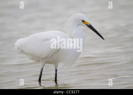 Snowy Egret (Egretta thula) Stock Photo