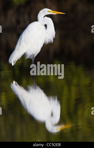 Great Egret (Ardea alba) and reflection Stock Photo